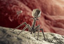 Descoperiri în Apărarea Bacteriană Pot Transforma Ingineria Genetică