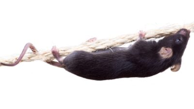 Climbing-mouse-400x225