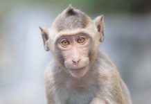 Cum Combate Vitamina C Procesul de Îmbătrânire la Maimuțele Cynomolgus