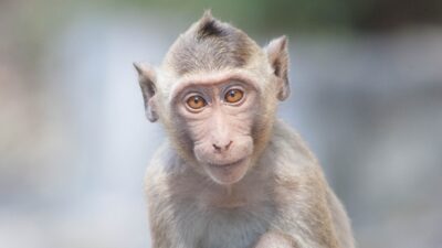 Cynomolgus-face-400x225