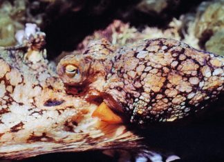 Hormonii feminini, busola amoroasă a caracatițelor masculine 0 (0)