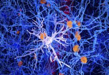 Cum Genele de Risc pentru Alzheimer Rescriu Circuitele Cerebrale cu Decenii înainte de Apariția Simptomelor