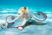 Descoperirea care răstoarnă teoriile: Cel mai vechi “octopus” fosilizat nu este un octopus!