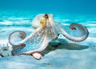 Descoperirea care răstoarnă teoriile: Cel mai vechi “octopus” fosilizat nu este un octopus! 1 (1)