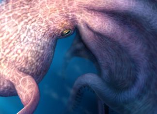 Descoperirea Colosalului Caracatiță Cretacică de 19 Metri: Un Prădător de Top în Oceanele Antice 0 (0)