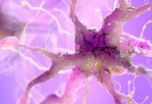 Terapia Genică Revoluționează Rezultatele Intervențiilor de Grefare a Nervilor la Șoareci