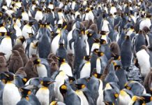 Pinguinii Regali în Captivitate: Un Studiu Dezvăluie Accelerația Îmbătrânirii datorată Stilului de Viață Sedentar și Abundent