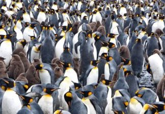 Pinguinii Regali în Captivitate: Un Studiu Dezvăluie Accelerația Îmbătrânirii datorată Stilului de Viață Sedentar și Abundent 0 (0)