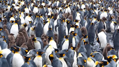 King-penguins-400x225