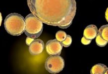 Cum lipsa unei enzime agravează efectele grăsimii în procesul de îmbătrânire