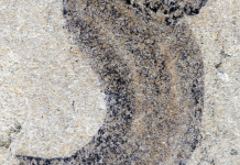 Noi descoperiri fosilifere dezvăluie grupuri de animale complexe anterioare Cambrianului