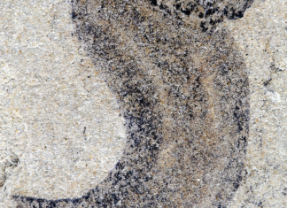 Noi descoperiri fosilifere dezvăluie grupuri de animale complexe anterioare Cambrianului 0 (0)