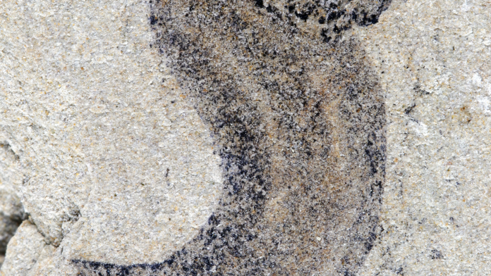 Newly-discovered-fossil-from-the-Jiangchuan-Biota-Credit-Gaorong-Li-2560x1440