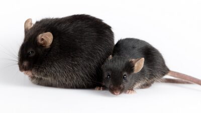 Obese-mouse-and-healthy-mouse-400x225