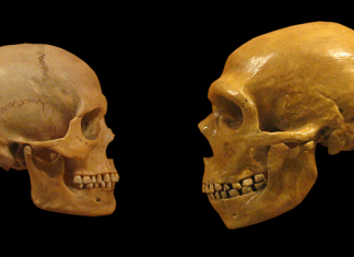 Creierele Neanderthalienilor, la Fel de Dezvoltate ca Ale Noastre—Studiu Recent 0 (0)