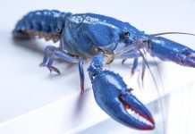 OpenClaw – Un motiv în plus să ne îngrijorăm de securitatea digitală