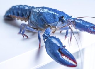 OpenClaw – Un motiv în plus să ne îngrijorăm de securitatea digitală 0 (0)