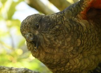 Bruce, Papagalul Kea Care Schimbă Regulile Luptei Cu Ciocul 0 (0)