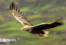 Păsările de pradă protejate din Marea Britanie încă sunt vânate ilegal