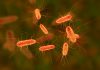 Sucul de Merișoare Poate Spori Eficacitatea Antibioticelor în Tratamentul Infecțiilor Urinare