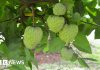 Ascensiunea fructului cu gust de cremă de vanilie