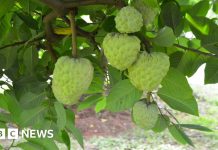 Ascensiunea fructului cu gust de cremă de vanilie