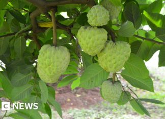 Ascensiunea fructului cu gust de cremă de vanilie 0 (0)