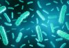 Terapia genetică precisă promite combaterea infecțiilor cu E. coli rezistente la antibiotice