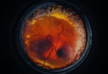 O companie de biotehnologie creează un ou artificial pentru a inversa extincția speciilor
