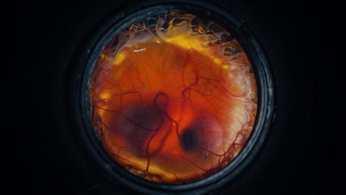 EmbryoDevelopment-1152x648