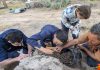 Un dingo îngrijit cu dragoste: descoperirea care schimbă perspectiva asupra trecutului Australiei