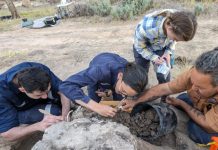 Un dingo îngrijit cu dragoste: descoperirea care schimbă perspectiva asupra trecutului Australiei