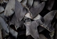 Practica tăierii aripioarelor de rechin în China ar putea conduce la sancțiuni americane asupra fructelor de mare