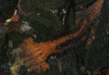 Anexele tăiate ale castraveților de mare nu par să moară