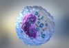 Citraconatul: Noua Descoperire în Lupta împotriva Cancerului prin Îmbunătățirea Activității Celulelor T