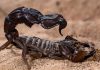 Scorpionii intră în modul „terminator” și își întăresc armele cu metale