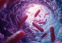 Cum Accelerază Îmbătrânirea Intestinală Multiplicarea Bacteriilor Nocive