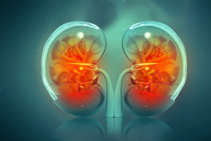 Kidneys-1001972142-scaled