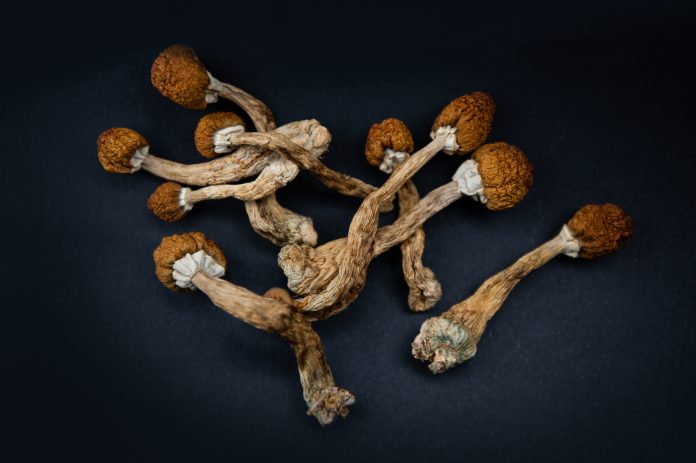Magic-Mushrooms-1335088803