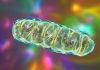 Îmbătrânirea mitocondrială legată de pierderea unui lipid crucial din membrană