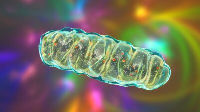 Mitochondrial-membrane-400x225
