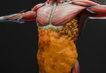 Efectele Medicamentelor GLP-1 Asupra Masei Musculare, Comparabile cu Pierderea în Greutate Obișnuită