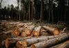 Cum a influențat Google Earth monitorizarea defrișărilor în timp real?