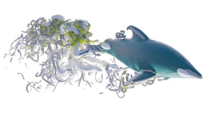 dolphin1-1152x648