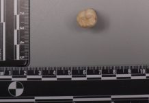Proteina din dinții Homo erectus indică un schimb genetic cu Denisovanii