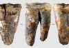 Neanderthalienii tratatu durerile dentare acum 59.000 de ani