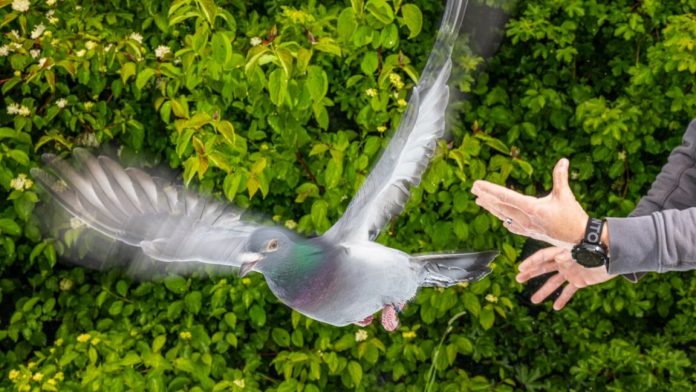 pigeon-TOP-1152x648-1779715612