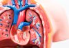 Descoperire Revoluționară: Un Test Genetic Unic Poate Prezice Riscul Ereditar pentru Opt Afecțiuni Cardiovasculare