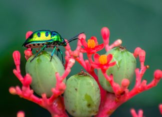 Știința din spatele inteligenței colective a insectelor 0 (0)