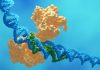 O platformă inovatoare îmbunătățește siguranța și eficiența editării genetice CRISPR în celulele stem
